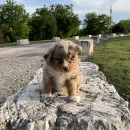 Vanilla - Red merle female Miniature Australian Shepherd puppy in Godley, Texas from Nana and Paws Aussies