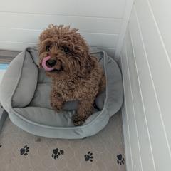 Grace - Poodle