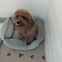 Grace - Poodle