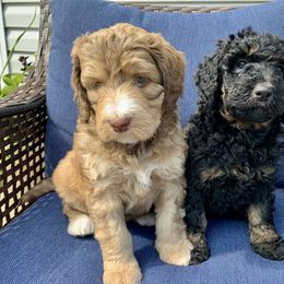 Bernedoodle Puppies from Bells Bernedoodles