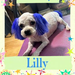 Lilly - Maltese