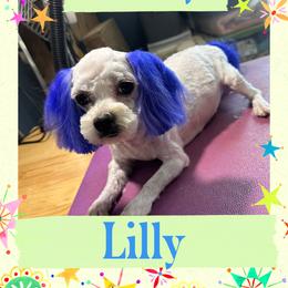 Lilly - Maltese