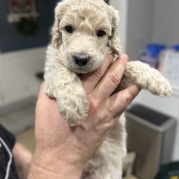 Pixie - White female Poodle puppy in Murrieta, California from Apricot Poodles & Goldendoodles, LLC