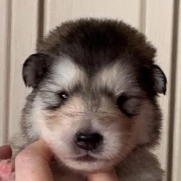 Tina - Gray and white female Alaskan Malamute puppy in Palmyra, Michigan from Illusion Kennel