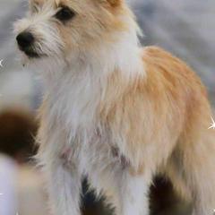 Parson Russell Terriers and Portuguese Podengo Pequenos from Wild Fire