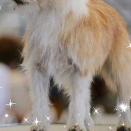 Parson Russell Terriers and Portuguese Podengo Pequenos from Wild Fire