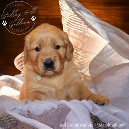 Golden Retriever Puppies from Studley Hill Goldens, LLC.