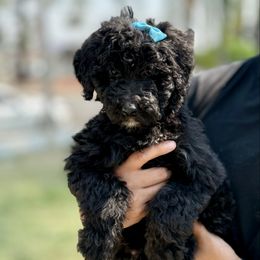 Baby Blue - Black female Bernedoodle puppy in Moreno Valley, California from Ayy_Doodles