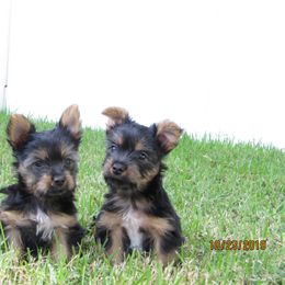Silky Terrier Puppies from Blu Diamond