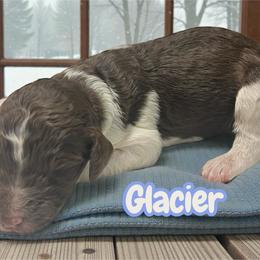 Glacier - Parti male Goldendoodle puppy in Ellenburg Center, New York from Kristin's Puppies