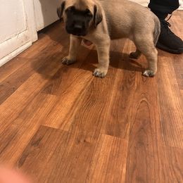 Mastiff Puppies from FrontlineK9 Boarding & Training LLC