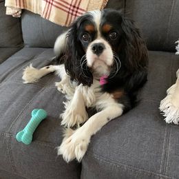 Remi - Cavalier King Charles Spaniel