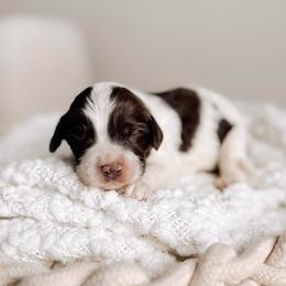 Yellow boy - Chocolate male Australian Labradoodle puppy in Syracuse, Indiana from The Doodle Cove