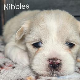 Nibbles - White female Lhasa Apso puppy in Jefferson, New York from Absolute Lhasa Love