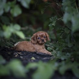 Cavalier King Charles Spaniel and Golden Retriever Puppies from Tsarevich Goldens and Cavaliers