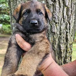 German Shepherd Puppies from Fern Hill Kennel