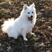Bella - American Eskimo Dog