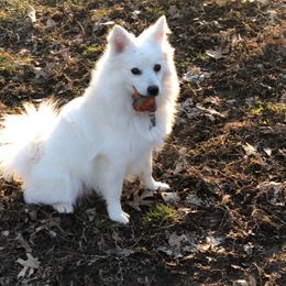 Bella - American Eskimo Dog