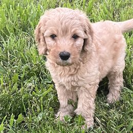 Boy 3 - Apricot Goldendoodle puppy in Anderson, California from Sunshine Country Doodles