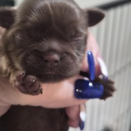 Blossom - Chocolate female Shih Tzu puppy in Green Valley Lake, California from All American Shih Tzu Puppies