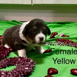 Puppy 9 - Black and tan female Pembroke Welsh Corgi puppy in Port Republic, Maryland from Bestfurends