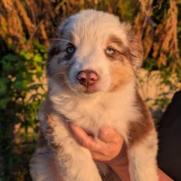 Valor - Red merle male Miniature Australian Shepherd puppy in Marysville, Washington from Garay Mini Aussies