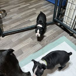 Baby Girl - Black and white Boston Terrier puppy in Pickens, South Carolina from Parker Rosa Boston Terrier’s