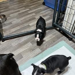 Baby Girl - Black and white Boston Terrier puppy in Pickens, South Carolina from Parker Rosa Boston Terrier’s