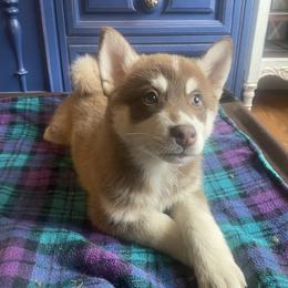 Pomsky Puppies from Periwinkle Pomskies