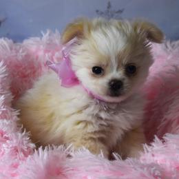 Merry - Cream and white female Chihuahua puppy in Gloucester, Virginia from Charlotte's Web of Chihuahuas