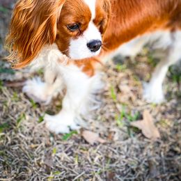 Cavalier King Charles Spaniel All Grown Up from MagPie Cavaliers