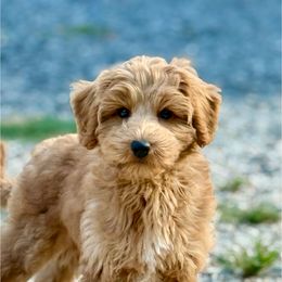 Snap - Red male Australian Labradoodle puppy in Calhoun, Louisiana from Arrowhead Australian Labradoodles