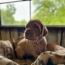 Nova - Golden rust female Vizsla puppy in Marshalltown, Iowa from Kaylee’s Vizslas