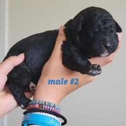 Boy 2 - male Newfypoo puppy in Shelby, Alabama from New Life Family Farm