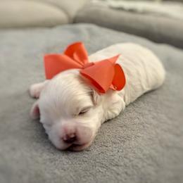 Maltese and Maltipoos from Richter Family Puppies