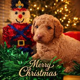 Grace - Mini - Apricot female Goldendoodle puppy in Lancaster, California from Kid's Best Doodle