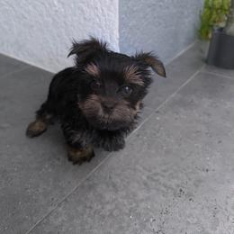Kinito - Blue and gold male Yorkshire Terrier puppy in Cape Coral, Florida from Katherine’s Yorkies and Poodles