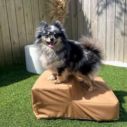 Willow - Pomeranian