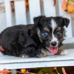Carrie - Black tri female Toy Australian Shepherd puppy in Granbury, Texas from Best Little Aussies