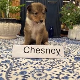 Chesney - Sable and white male Collie puppy in Sedalia, Missouri from Brown Acres Collies
