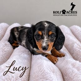 Lucy - Dapple female Dachshund puppy in Kemp, Texas from Koli Acres