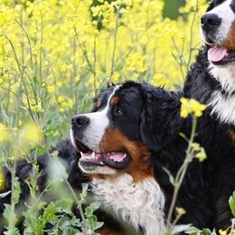 Bernese Mountain Dog puppies from Faith’s Bernese