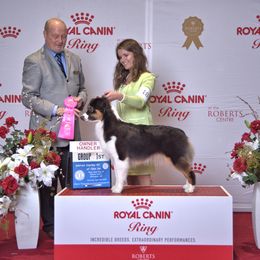 Australian Shepherd All Grown Up from Smokey Row Australian Shepherds