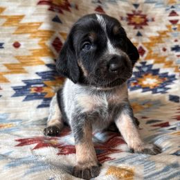 Skye - Blue ticked and tan female Bluetick Coonhound puppy in Mount Pleasant, Texas from Harmons Hounds
