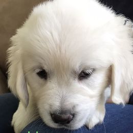 Golden Retriever puppies from Happy Home English Cream Golden Retriever Breeders of SC