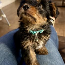 Charlie - Black and tan male Yorkshire Terrier puppy in Bakersfield, California from Yorkie To My Heart