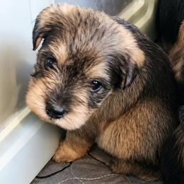 Jilly - Salt and pepper female Miniature Schnauzer puppy in Ferndale, Washington from Blackhorse Schnauzers Washington state