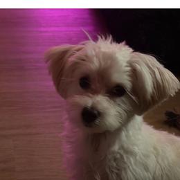 Winston - Morkie