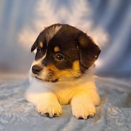 Cow - Black and white male American Corgi puppy in Gouverneur, New York from St. Lawrence Corgis