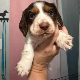 Cedar AKC - Piebald male Dachshund puppy in Erie, Michigan from Champagne’s Grinch Toe’d Dachshunds